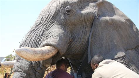 Botswana Mulls Lifting Elephant Hunting Ban Bbc News