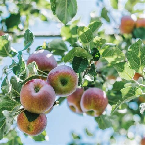 The Best Place To Go Apple Picking In Every State Apple Picking