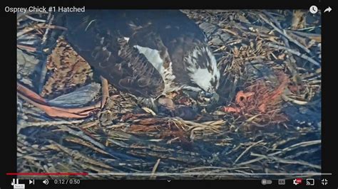 Chicks Hatch In Nest Of Colorado Osprey Mother That Was Pounded By