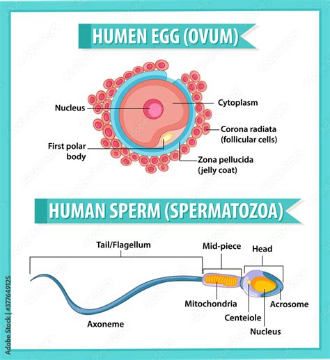 Human Egg Or Ovum Structure And Human Sperm Or Spermatazoa For Health Education Infographic