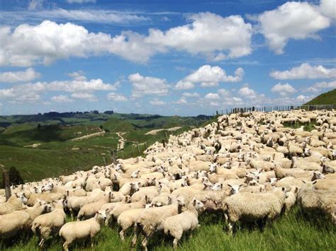 New Zealand Farmers Face Rising Beef And Sheep Levies 27 August 2018