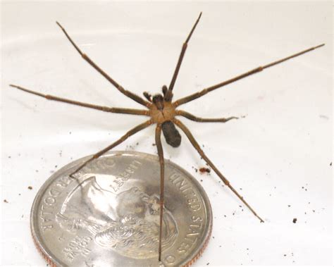 How To Get Rid Of Brown Recluse Spiders Lawnstarter 2022