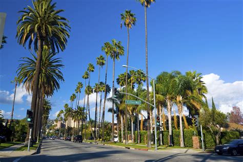 These 20 Palm Trees Can Survive Cold Winter Weather Rocky Mountains