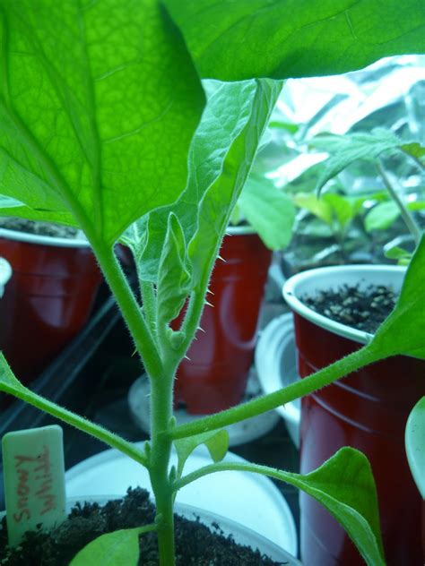 ikarus rising: Snowy White eggplant in the ground with thorns!
