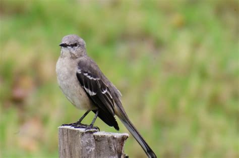 Imgp5942 C Eastern Mockingbird At The Columbus Georgia Ri Flickr