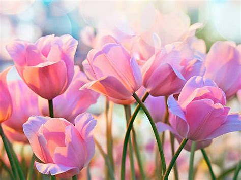 Giới Thiệu Về Hoa Tulip Hồng Và Những điều đặc Biệt Bạn Nên Biết