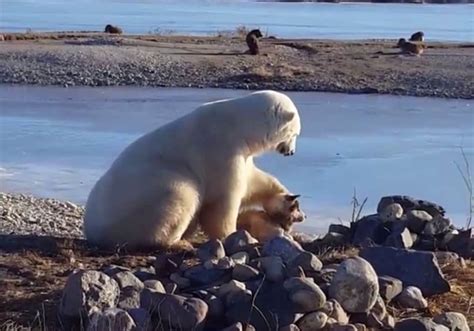 First A Polar Bear Petted A Dog Then A Polar Bear Did What Polar Bears