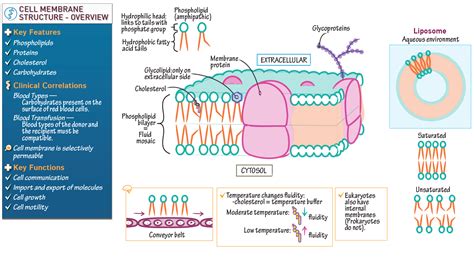 Biochemistry Membrane Structure Overview Ditki Medical Biological