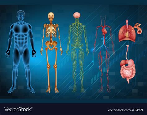 Human Body Systems Royalty Free Vector Image Vectorstock