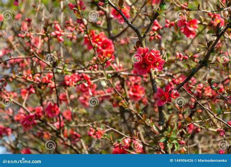 Lot Of Red Flowers Japanese Quince Or Chaenomeles Japonica Covered