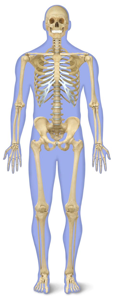 Thingiverse is a universe of things. Skeleton Back Bones Diagram : Skeleton Anatomy System ...