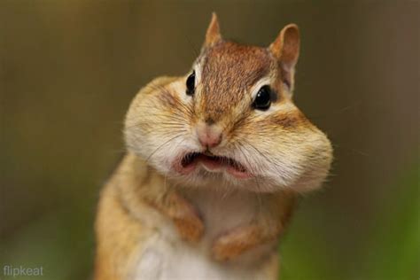 Hilarious High Resolution Images Of Animals Making Funny Faces