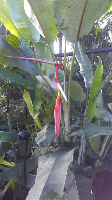 Heliconia Collinsiana In Bloom Exotica Tropicals Tropical Plants