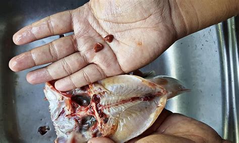 Eksklusif pengakuan siswi cantik sma jual keperawanan rp 1,5 juta usai unbk untuk bayar utang. Cara betul siang ikan keli (hilang hanyir) - Umpan