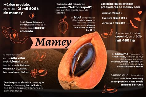Mamey una fruta 100 mexicana que tiene múltiples beneficios para