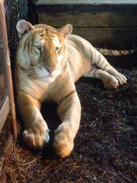 Watching Liger Tiger N Lion Mix At Tiger Preservation Station North