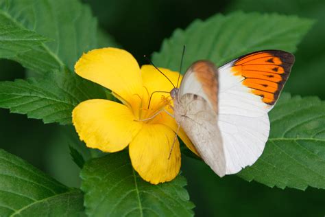 Orange Tip Butterfly Free Stock Photo Public Domain Pictures
