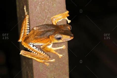 Borneo Eared Frog Polypedates Otilophus Night Scene Kubah National