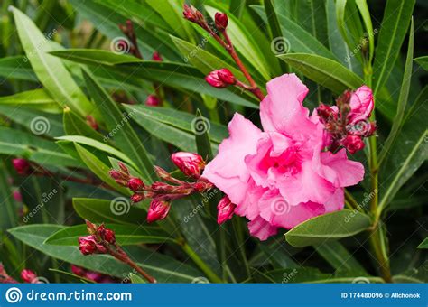 Pink Blooming Nerium Oleander In The Garden Stock Photo Image Of