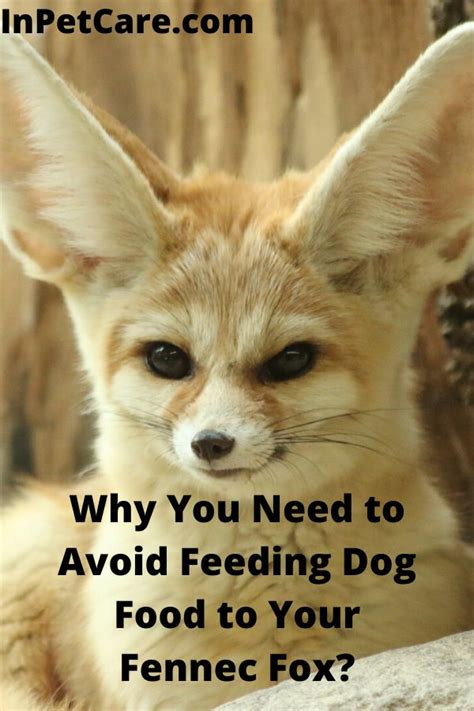 We never know when our usual dog food can't be found. Why You Need to Avoid Feeding Dog Food to Your Fennec Fox ...