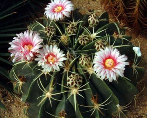 Ferocactus Macrodiscus Exotic Flowering Flower Cacti Rare Etsy
