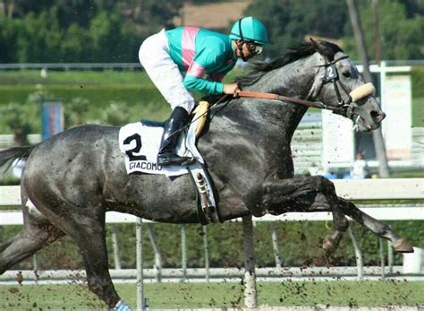 The undefeated grey colt is trained by brad cox, who looks to become the first louisville native to win the. Kentucky Derby Winner 2005 Giacomo. Notice he is wearing ...