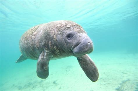 Sapi Laut Manatee Foto Stok Unduh Gambar Sekarang Lembu Laut Florida Amerika Serikat