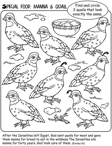 Quail And Manna Coloring Pages Sunday School Coloring Pages Sunday