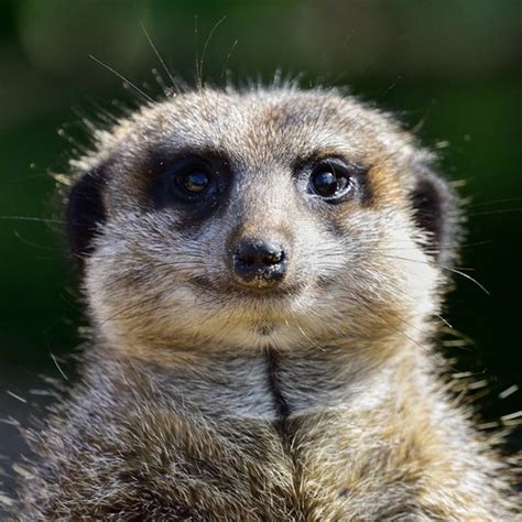 Manor Wildlife Park Meerkat Smile Quality Bob Flickr