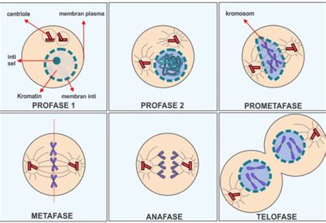 Perbedaan Mitosis Dan Meiosis Dalam Bentuk Tabel Duwus Com