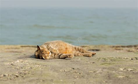 Funny Grey Cat On The Beach Against The Sea Stock Image Image Of
