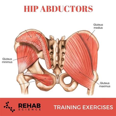 The pectineus, the adductors longus, brevis, and magnus, as well as the tensor. Rehab Science - 𝐇𝐢𝐩 𝐀𝐛𝐝𝐮𝐜𝐭𝐨𝐫𝐬 ---------- 👣The hip abductor...