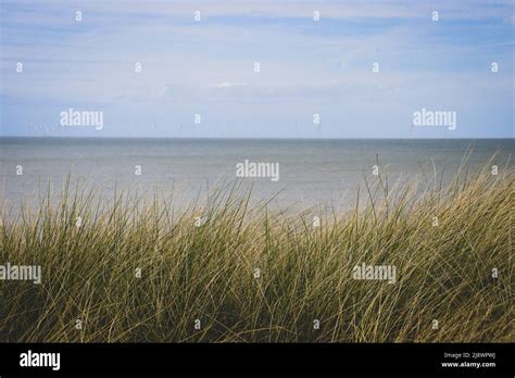 Grass By The Sea Seaside Grasses Stock Photo Alamy