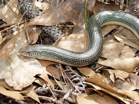 Eastern Glass Lizard Ophisaurus Ventralis Amphibians And Reptiles