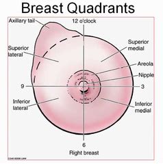 Medial quadrants of the breast. Cardiopulmonary Physiology, Part 1 flashcards | Quizlet