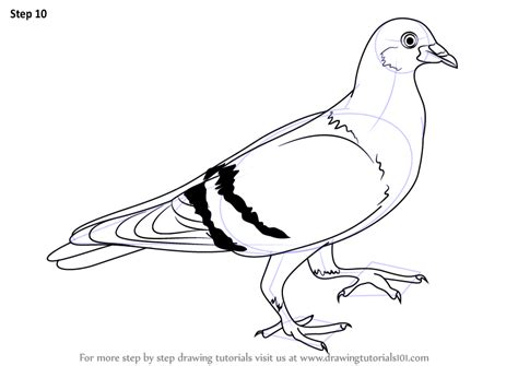 Step By Step How To Draw A Pigeon