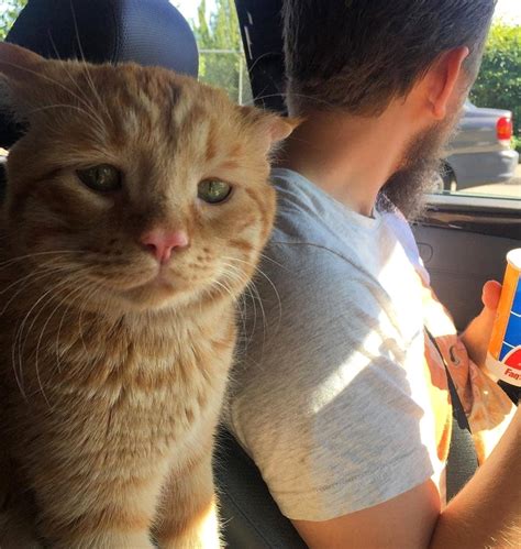 These are some of the doubts that arise during hot seasons. Cats can't eat ice cream, BenBen : sadcats