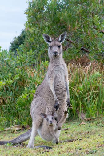 Kangaroo With A Baby Joey In Pouch Stock Photo Download Image Now