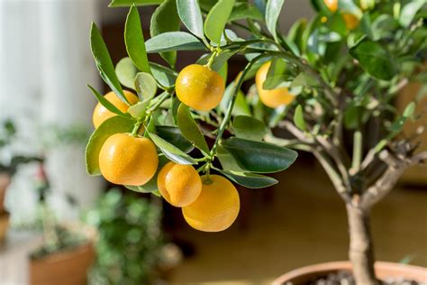 Citrus Tree 2 Wagners Greenhouse