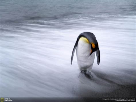 Lone Penguin National Geographic Wallpaper Preview