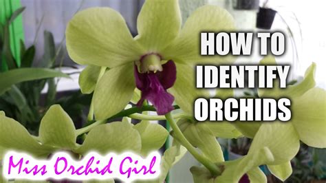 Orchid Variety Names