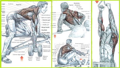 The Best Back Exercises For Mass﻿