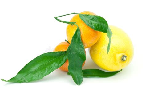 Lemon And Mandarin Isolated On White Stock Image Image Of Descriptive