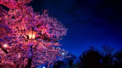 Beautiful spring wallpapers, pictures, images. Download wallpaper 1920x1080 sakura, flowers, lantern ...