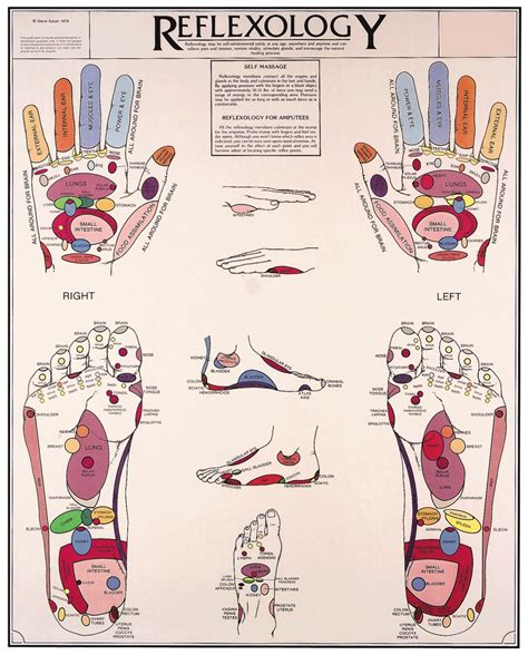 Reflexology Anatomical Chart Anatomy Models And Anatomical Charts