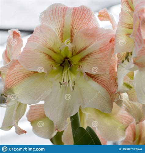 White Amaryllis Flower Blooming In A Natural Garden Stock Image Image