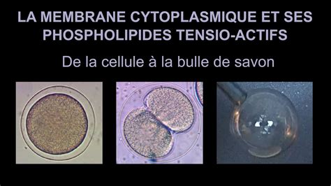 Membrane Cytoplasmique Et Bulle De Savon Une Histoire De Mol Cules Tensioactives Youtube