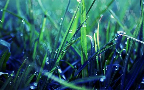 Dew On Grass Natures Wallpapers