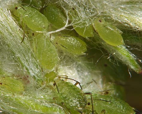 Mugwort is the most abundant and inexpensive herb for dreaming in north america. Tuberocephalus tsengi (Oriental mugwort aphid ...