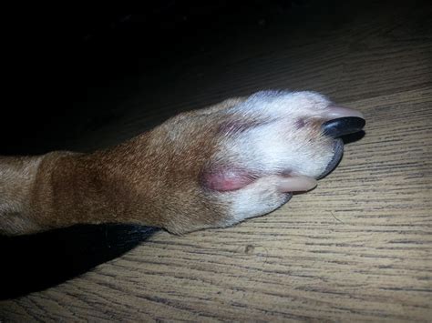 Common Paw Problems In Dogs What They Are And How To Treat Them